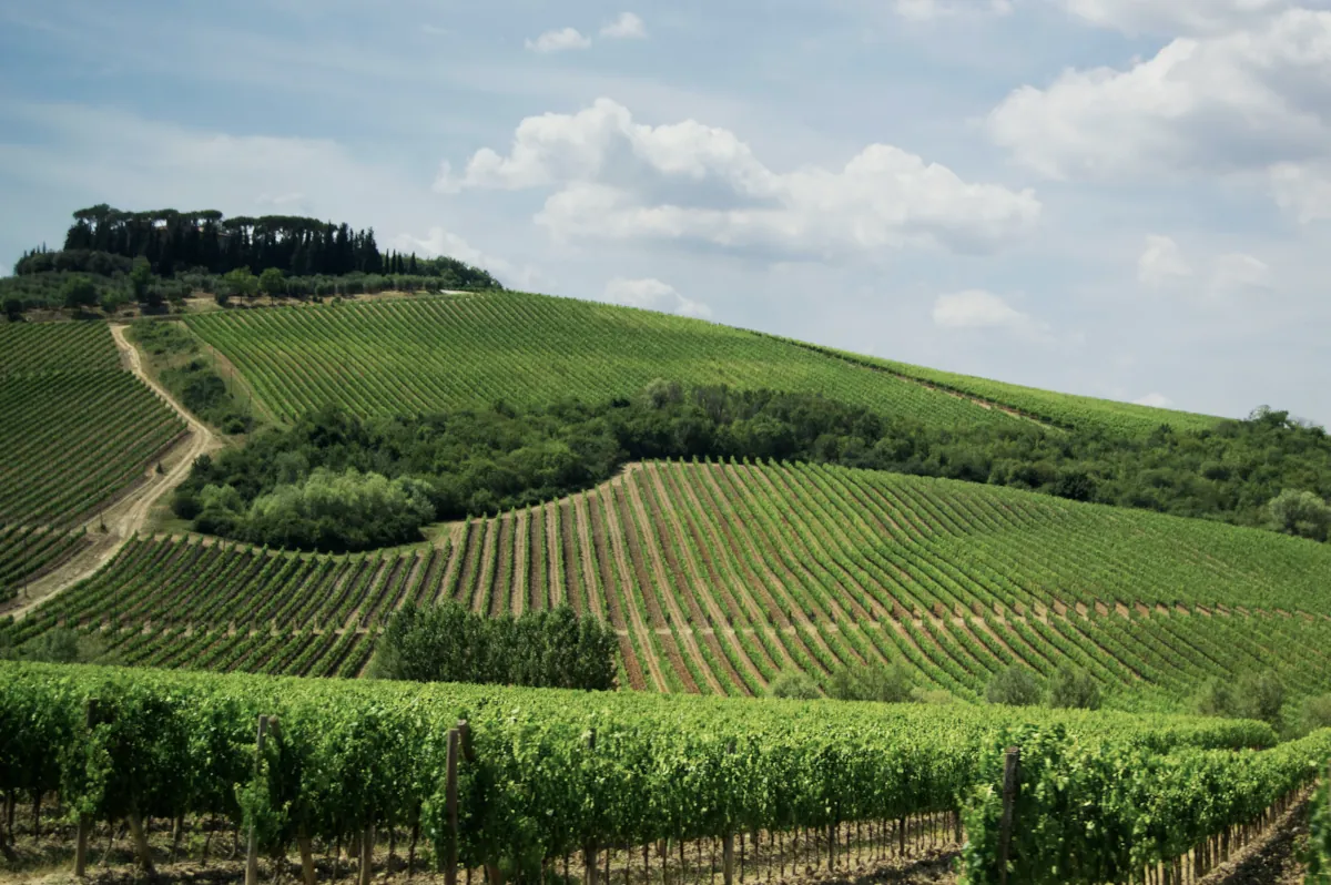Vigneti sulle colline toscane nei dintorni di Montepulciano
